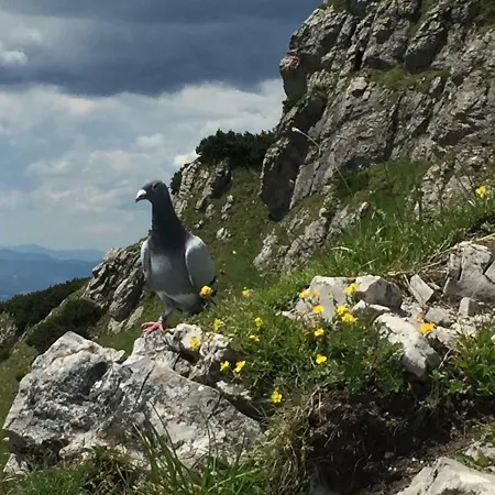 Drevenica Vanesa Alpehytte Terchová